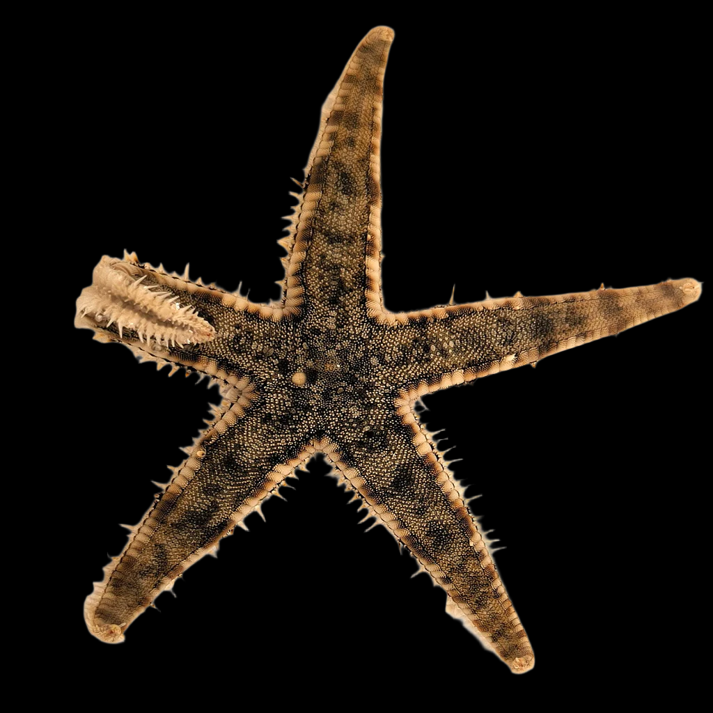 Archaster typicus