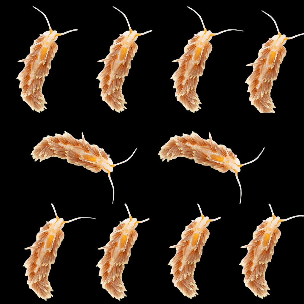 Aiptasia Eating Nudibranch