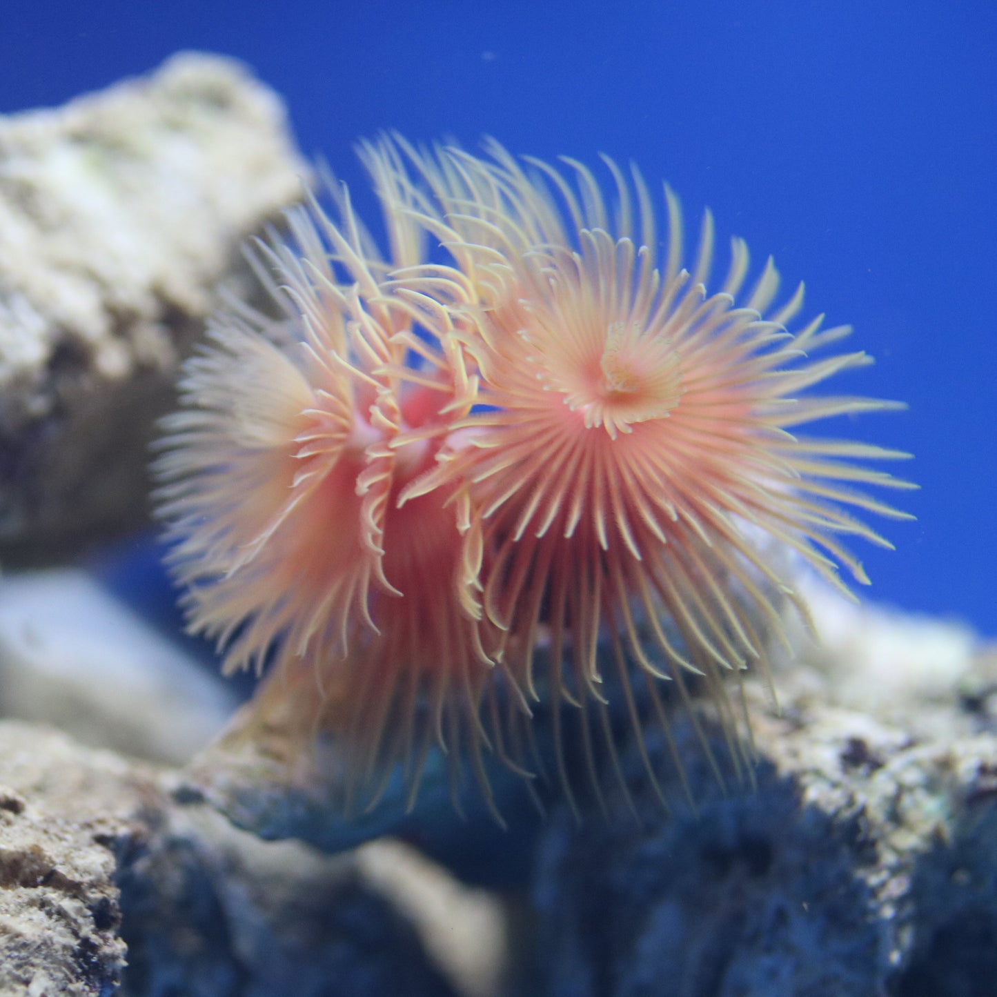 Protula bispiralis WYSIWUG