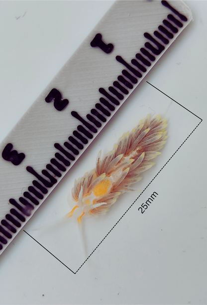 Berghia stephanieae Gelege