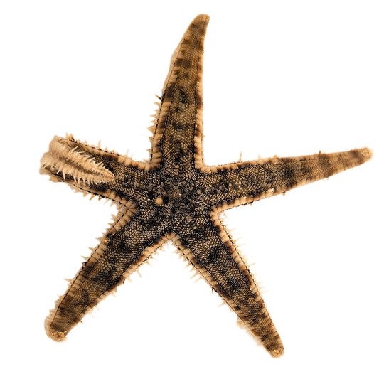 Archaster typicus
