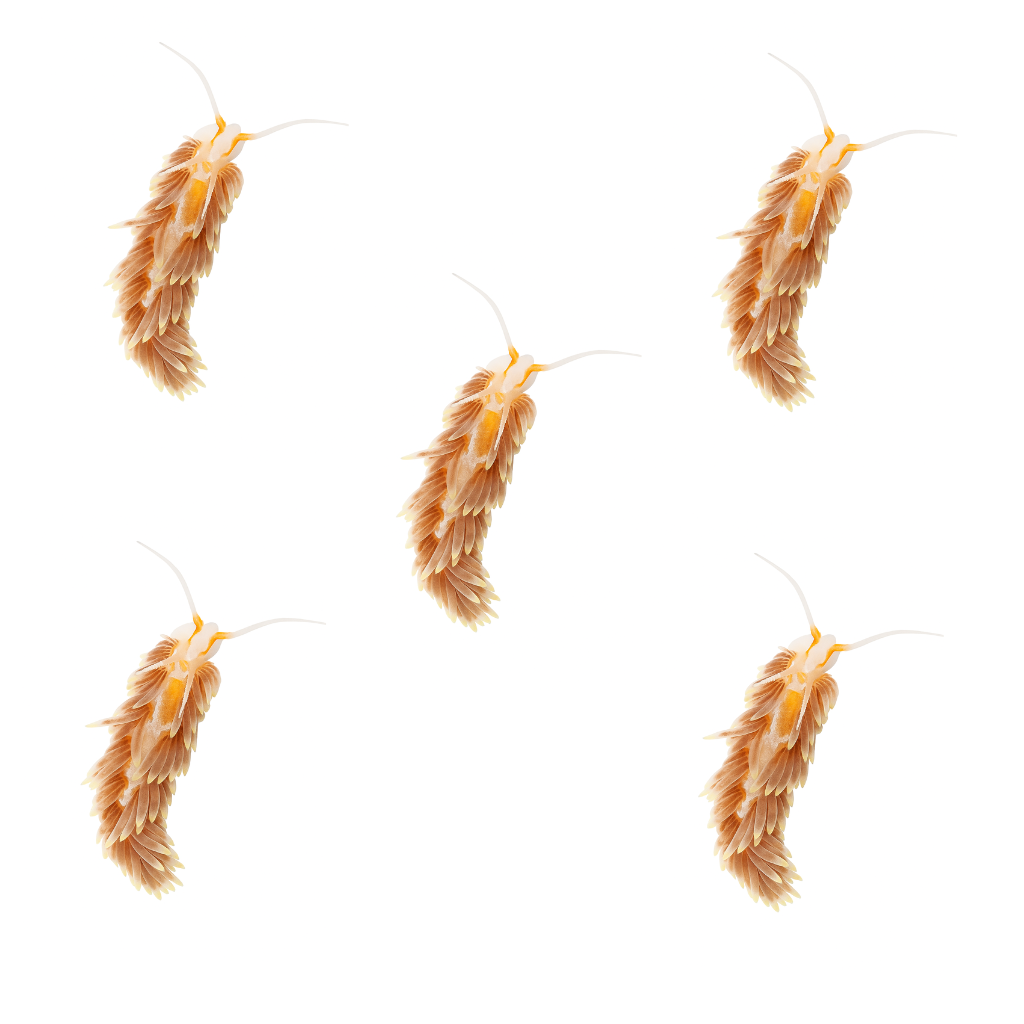 Aiptasia Eating Nudibranch