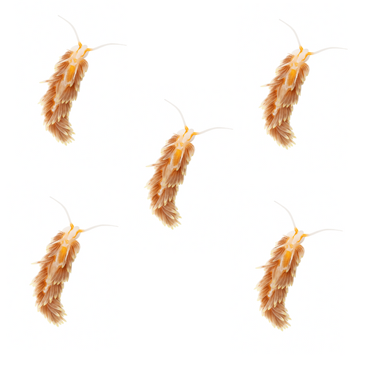 Aiptasia Eating Nudibranch