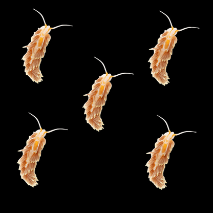 Aiptasia Eating Nudibranch