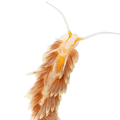 Aiptasia Eating Nudibranch