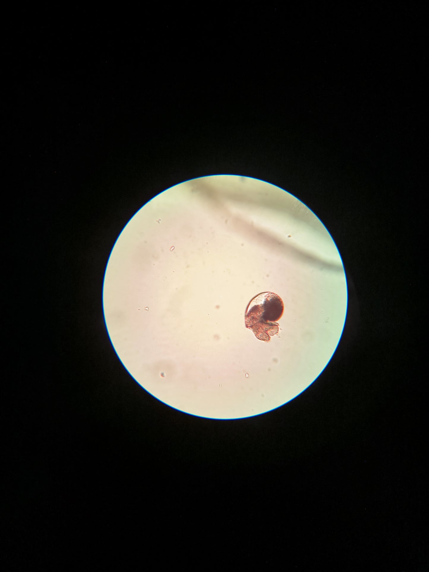 Berghia stephanieae Gelege