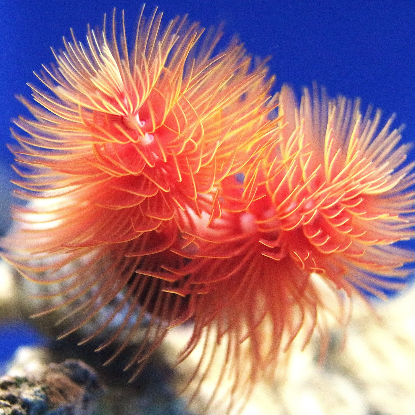 Protula bispiralis WYSIWUG