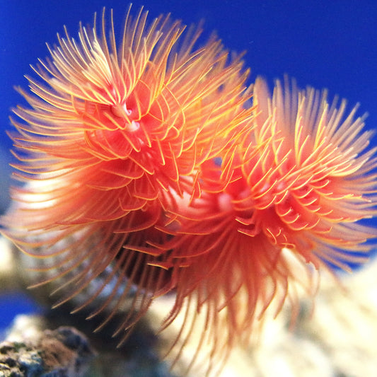 Protula bispiralis WYSIWUG